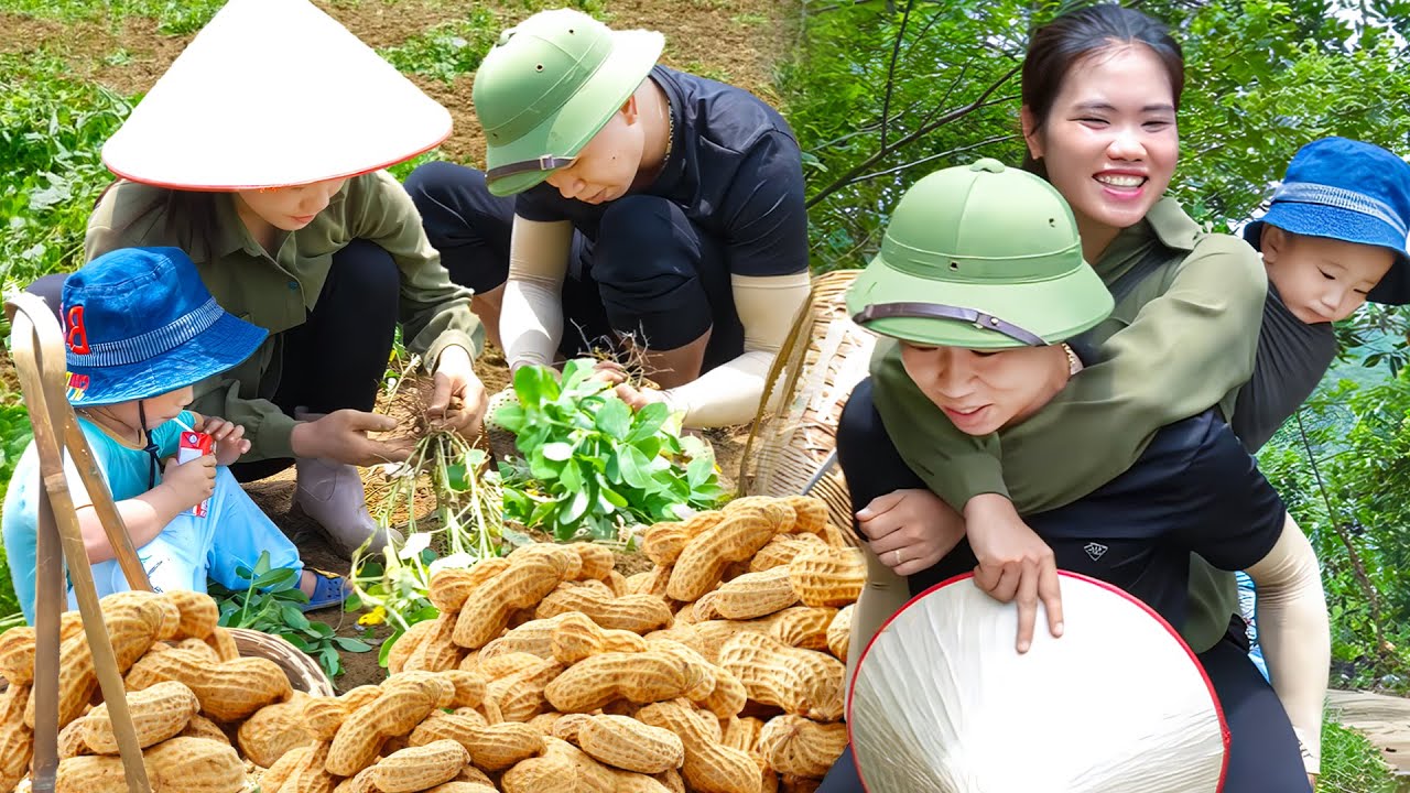 Harvesting Peanuts with CEO Hung and My Son – A Happy Weekend with My Family