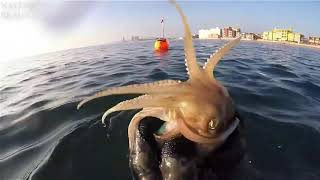 real underwater Giant Lobsters hunting Catch Giant Lobsters