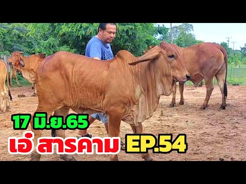 เอ๋ สารคาม EP.54 | 17 มิ.ย.65 | สุดยอดวัวงามชุดใหญ่ๆ ซื้อ 2 ได้ 3 อย่างหนา แยกได้ และวัวท้องจำนวนมาก