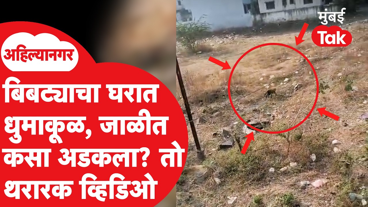 Leopard Attack Ahilyanagar : Bhingar गावात बिबट्याचा धुमाकूळ, जाळीत कसा अडकला?| Animal
