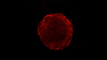 OpenLiver HepaRG NP 3D: Alpha SMA Labeling and Tissue Clearing