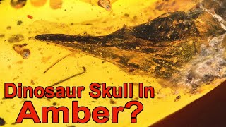 A Tiny Dinosaur Head Has Been Found in Amber  But At What Cost?