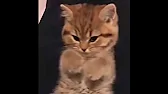 Елена Нежная