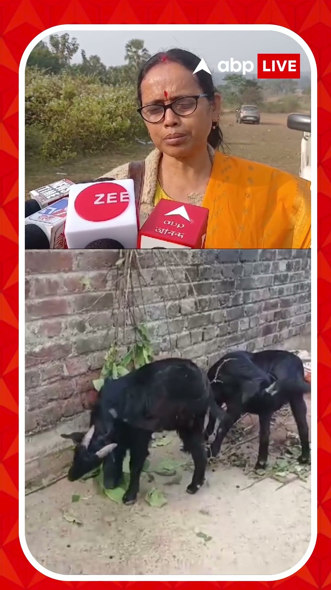 টোপের ছাগল না খেয়ে জঙ্গলে চরতে যাওয়া ছাগল শিকার বাঘের?