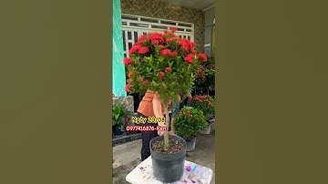 Thái đỏ một cốt tàn tròn siêu đẹp..#shortsvideo