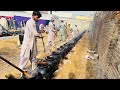 Village Wedding | Katwa Gosht | Attock Famous Dish | Special On Wedding Ceremony | Punjab