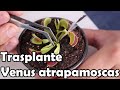 Como trasplantar plantas carnívoras venus atrapamoscas || Dionaea Muscipula || México Verde