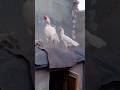 aseel murga fight #aseelmurgaykiazaan #aseel #aseelmurga #shamo #parrotbeaklongtailaseel #shorts