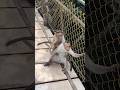 Monkey business 🐒🙈 #shortsfeed #shortsyoutube #monkey #monkeyvideo