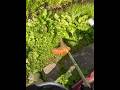 Stihl FS 56 in Action Cutting weeds #stihl #trimmer #gardening #diy #gardening #weedeater