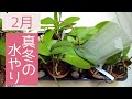 【2月の胡蝶蘭】家族にドン引きされること間違いなしの「真冬の水やり」大公開