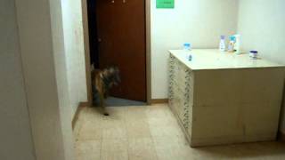 Little Rock K-9 Academy's - K9 Building Search Introduction