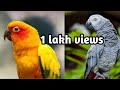 CALICUT PETS SHOP,CHEAPEST PETS SHOP IN KERALA,MACAW PARROT MALAYALAM