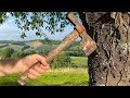 Grandad's 1940s Survival Hatchet  |  Restoration & BUSHCRAFT