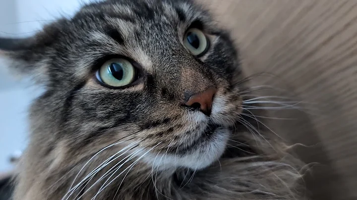 Video 11510931: norwegian forest cat, forest cat living, furry