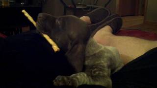 German Shorthaired Pointer Puppy Sleeping with Bone by Chris McKinzie 285 views 12 years ago 41 seconds