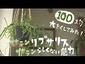 【観葉植物】100均サボテンリプサリスのらしくない魅力