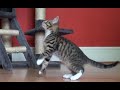 Kittens Attacking Mouse - (Slow motion)