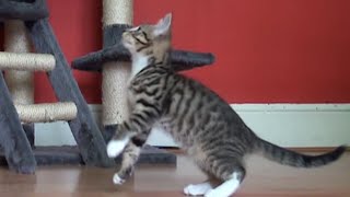 Kittens Attacking Mouse - (Slow motion)