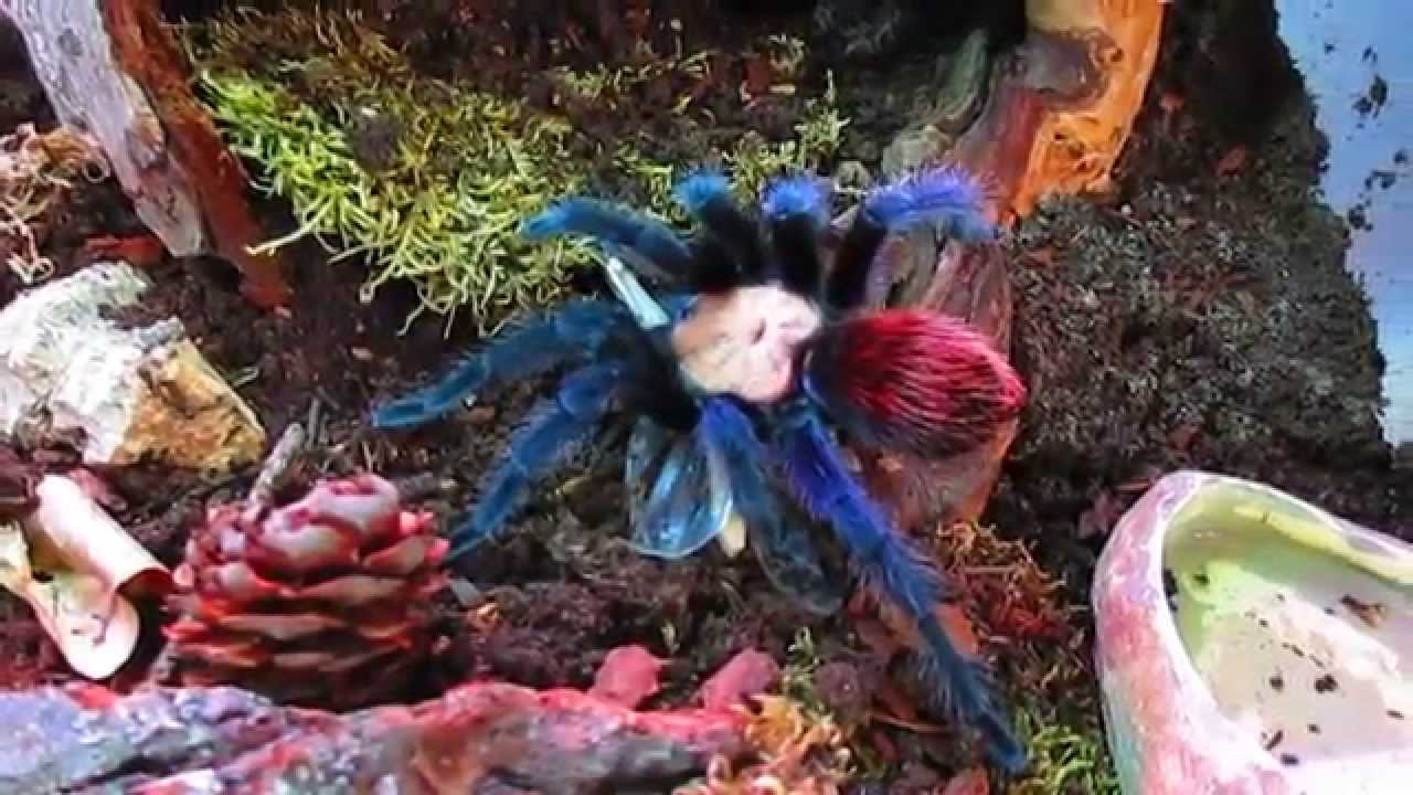 Brachypelma albiceps vs grosse Wüstenheuschrecke