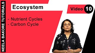 Biology For NEET & AIIMS | Ecosystem - Nutrient Cycles - Carbon Cycle