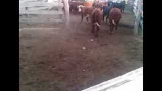 Uruguaydan İthal Besilik Danaların Karantinaya Getirilmesi Www.bayraktarkardesler.com