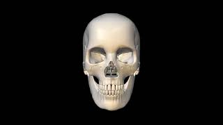 Human skull bones 360 animation