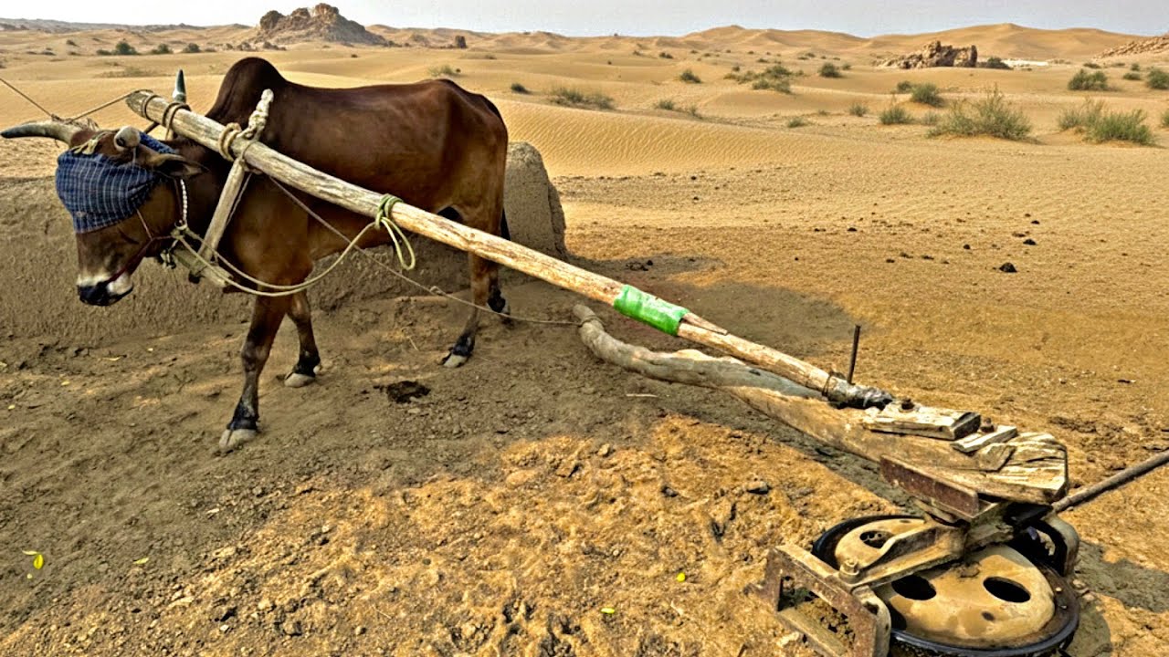 Faster Speed Chaff Cutter Machine operating With bulls 
