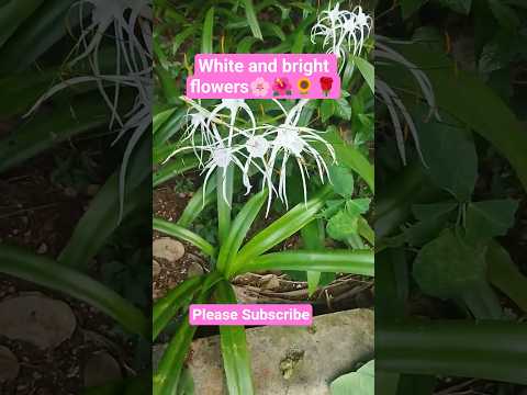 Bright white flowers 🌿🎋 # #viralshort #worldattractions #nature #villagelife #viralshorts #vlog #yt