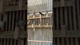 kandang burung Merpati POS