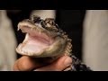 5 Care Tips for Alligators | Pet Reptiles