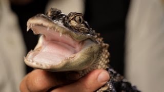 5 Care Tips for Alligators | Pet Reptiles