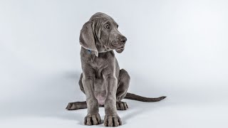 Weimaraner vs Labrador: Which is Right for You?