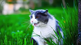 Territorial Cat Hissing & Growling Compilation No Music
