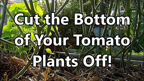 Jak odstranit spodní listy z rostlin rajčat?