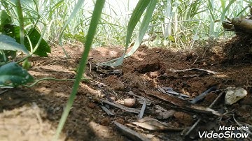 Kết quả bất ngờ khi bẫy cút bằng thòng tự chế