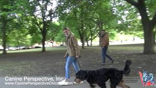 Gus: Lesson 1 - Heel, Client Referral, Foundation For Discipline, How Easy E-Collar Transfers Over