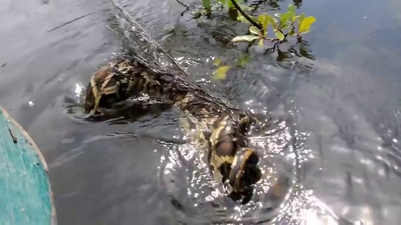 Fishing is huge python - YouTube