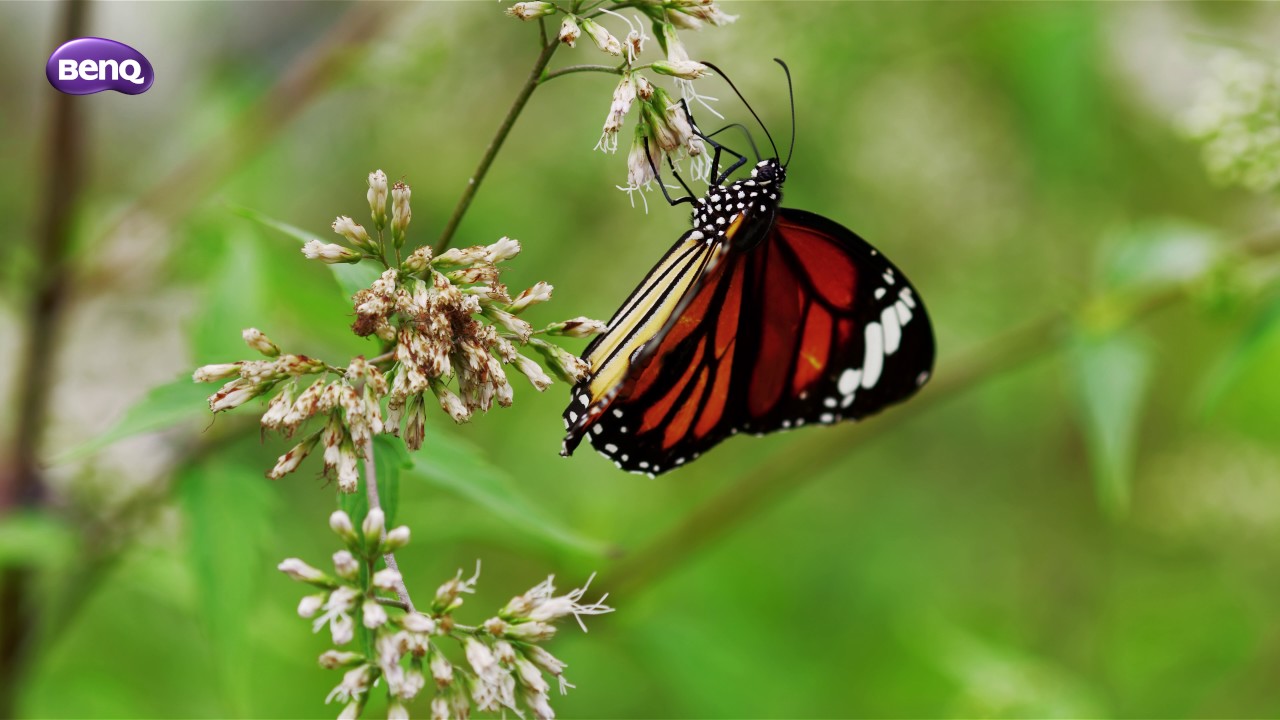 BenQ W11000 W11000H X12000 UHD Test Clip 4K2K 3840x2160