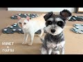 こんなに気持ちよく『YES!』する犬いる?😍