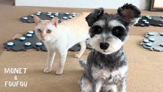 こんなに気持ちよく『YES！』する犬いる？😍