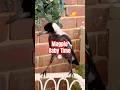 Beautiful Baby Magpie Sounds! #magpie #birdsounds #magpies