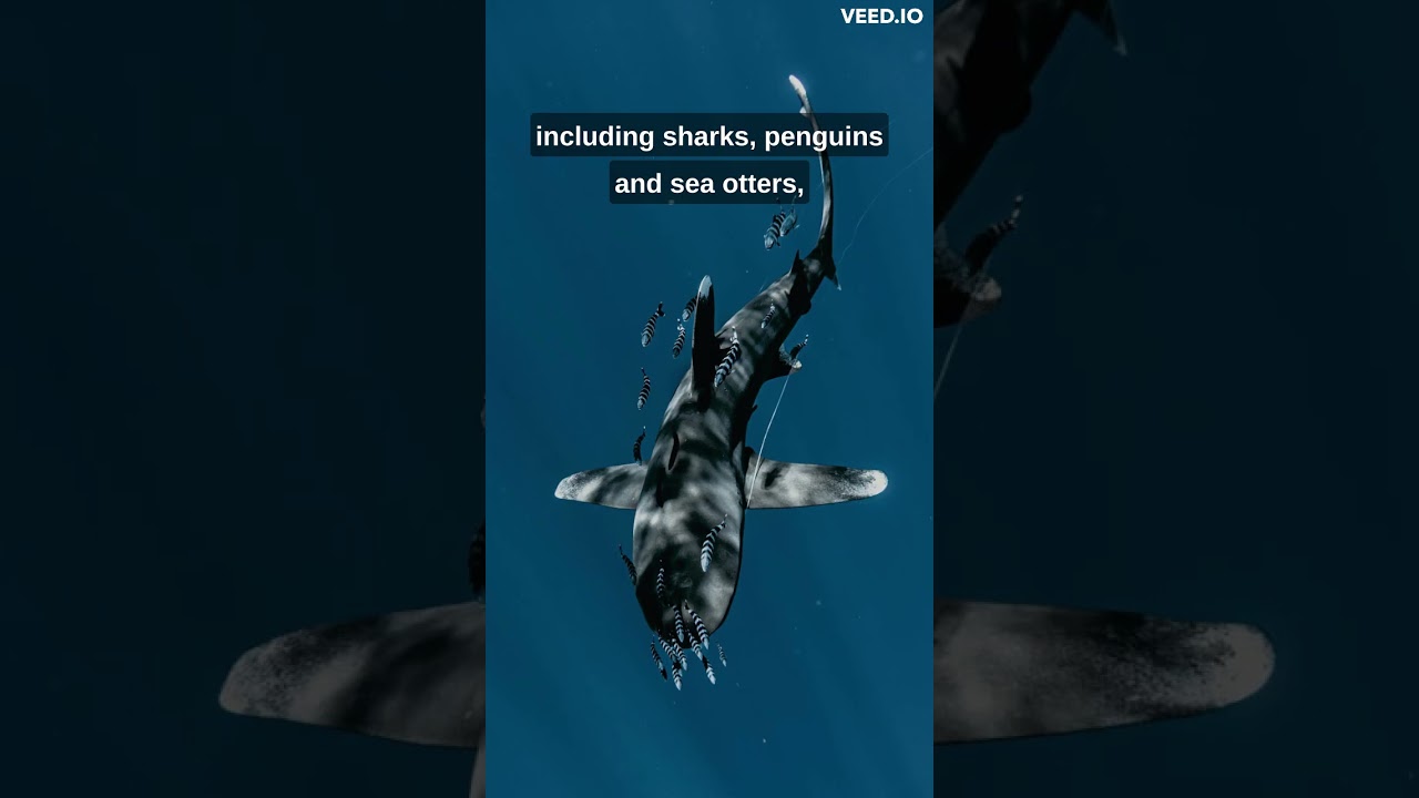 Why Lisbon Oceanarium Is The Best Aquarium Ever | Best City to Visit | 