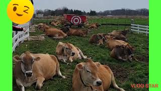 Pinay In Amerika - A Day In Youngs Jersey Dairy.