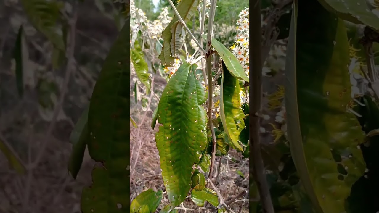 Miconia stenostachya - pixirica  
