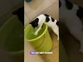 A Cat That Isn’t Afraid of Water? #shorts #cat #funny