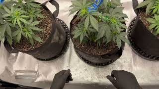 [Autoflower] Series 2 - Pt. 3 (Second Feeding, LST, and Preflower!)