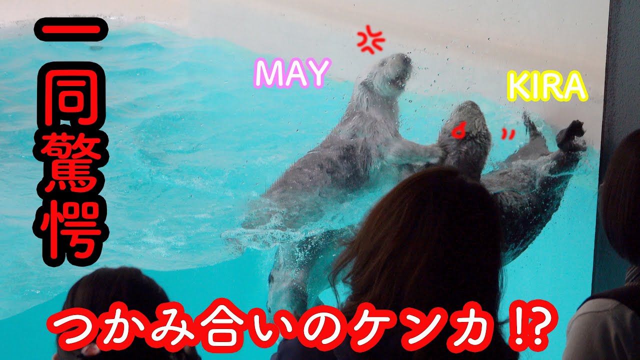 【ビックリ】つかみ合ってケンカ!?ラッコのメイちゃんとキラちゃんのフリータイム! Sea Otterr”May and Kira