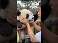 Panda 🐼and his owner 😭 #facts #viral #subscribe #shorts #trending