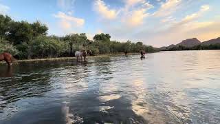 #saltriver #arizona  #wildhorses #arizonasunset 